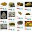 Marijuana Types And Their Growing Family