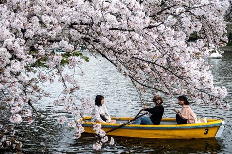 Japan Sees Earliest Cherry Blossoms On Record As Climate Warms