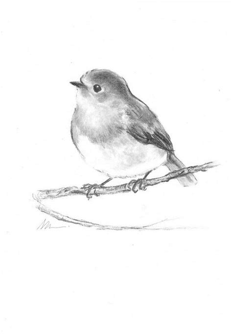Bird Robin Original Charcoal Drawing Hand Drawn Illustration Animal
