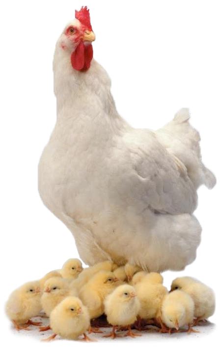 Chicken Png Transparent Images Png All