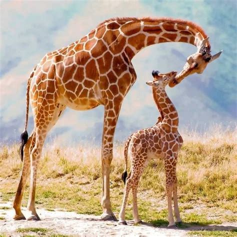 Giraffes Mom And Baby Giraffe Animals Beautiful Giraffe Pictures