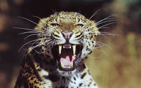 Wallpaper Leopard Big Cats Canine Tooth Fangs Roar Animal