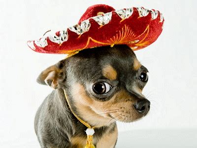 Originating in spain, it is now the primary language of 427 million people in 31 countries around the the globe. Yappy Cinco De Mayo - Pet Safety tips! - Animal Fair