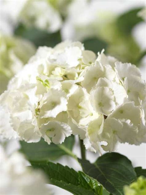 Find help and information on hydrangea macrophylla 'madame emile mouillere' 'mouillere' mouillère' 'mme, including varieties and pruning advice. Hydrangea macrophylla 'Madame Emile Mouillère' / Bauern ...