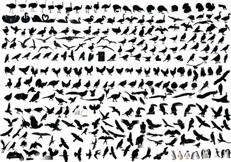 Hundreds Of Birds Collection Stock Vector Image By ©vule46 2142039