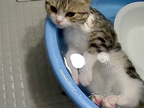 肩までしっかりとお湯に浸かる猫さん。ポカポカのお風呂がとっても気持ち良かったようで ´艸`♡ エウレカ！