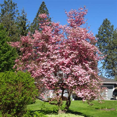 Pink Flowering Dogwood Tree For Sale Near Me 10 Things To Know About