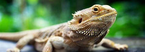 Bearded Dragons Care Facts And Info Petsmart