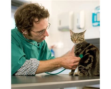 Signs Of Pain Cats Health And Advice Cats Protection