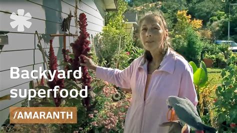 Amaranth A Superfood For The Backyard Gardener Youtube