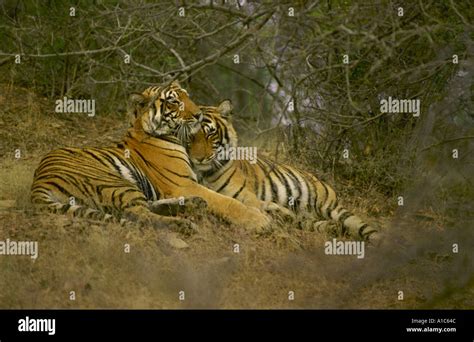 Tigers Mating Hi Res Stock Photography And Images Alamy