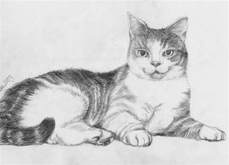Dibujos De Gatos En Lapiz Imagui