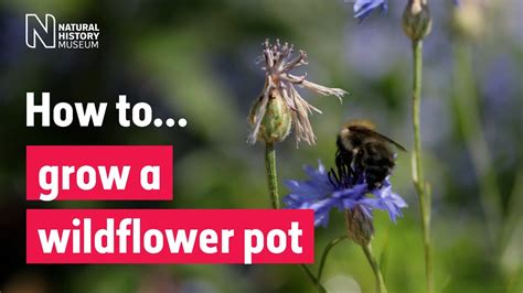 How To Grow A Wildflower Pot For Pollinators Natural History Museum