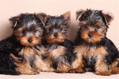 yorkshire terrier facts  questions furry babies