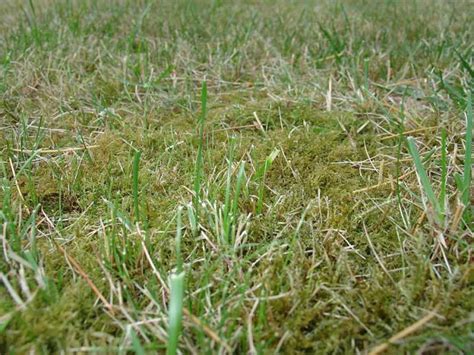 Find images of cut grass. 9 of the Best No-Mow Grasses for a Low Maintenance Lawn