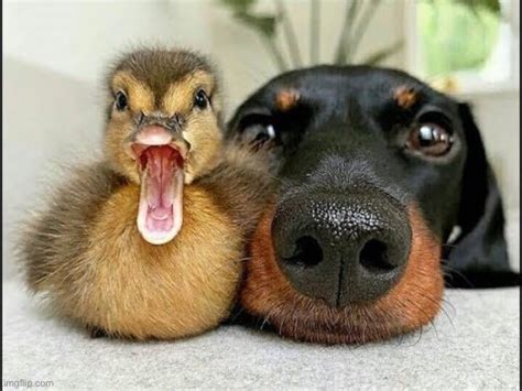 Duck And Dog Loving Eachother Imgflip