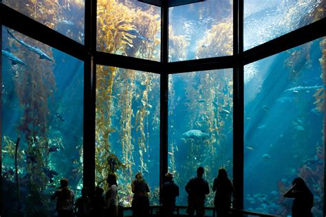 Discover And Go Monterey Bay Aquarium Aquarium Views