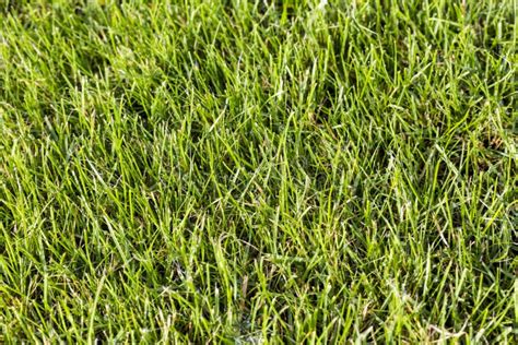 Close Up Of A Grass Stock Image Image Of Summer Growth 46473415