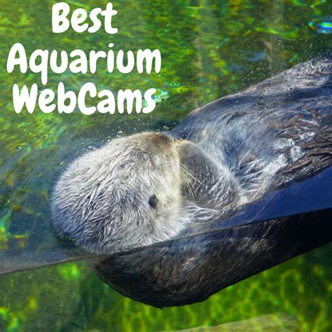Best Aquarium Webcams And Live Streams Thrifty Mommas Tips