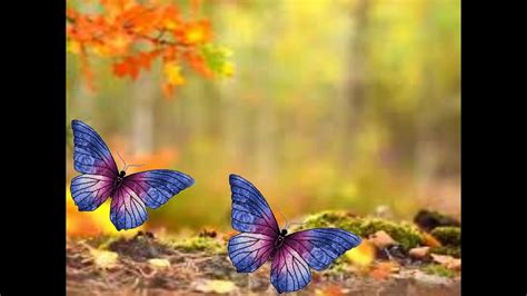 Top 150 Animated Butterfly For Powerpoint