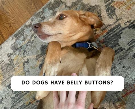 Do Dogs Have Belly Buttons 2024 We Love Doodles