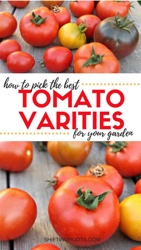 How To Pick The Best Tomato Varieties For Your Garden Shifting Roots