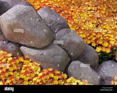 Plants For The Rock Garden Hi Res Stock Photography And Images Alamy