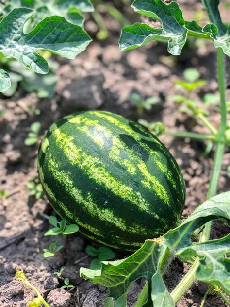 Watermelon Grows In The Field Stock Photo Image Of Earth Farm