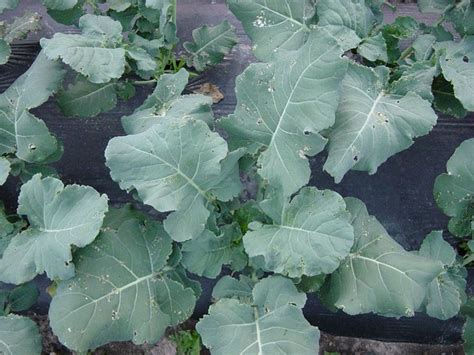 Baby Broccoli Plant Flickr Photo Sharing