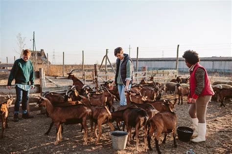 Can Goat Poop Be Used As Fertilizer All You Need To Know