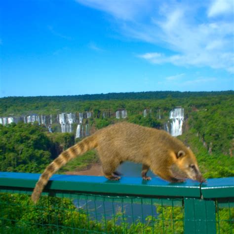 Iguazu Falls Tips 24 Useful Things To Know Travel Lemming