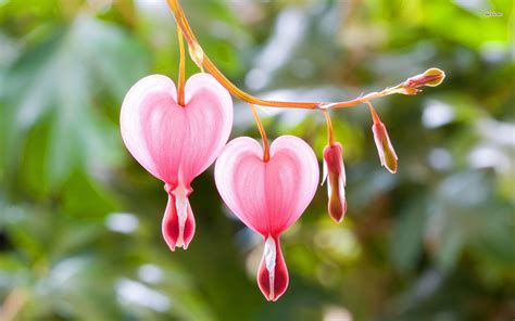 Bleeding Heart Hd Wallpaper Hintergrund 1920x1200 Id519888