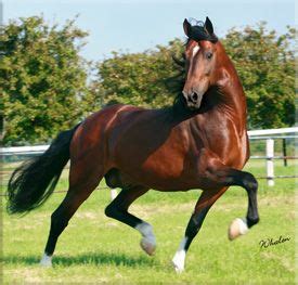 top  british horse breeds   learn