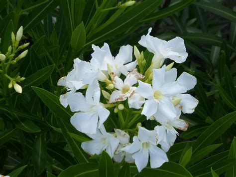 Exotic Oleander In Florida Real Estate