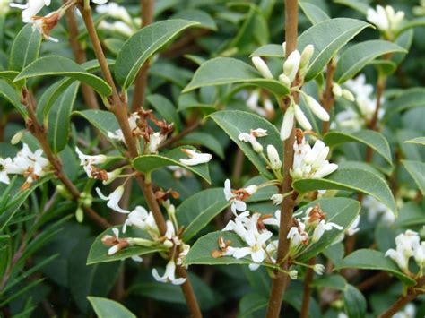 Osmanthus X Burkwoodii ¤ Osmanthe De Burckwood Plants