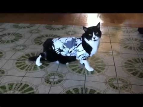 Proudly manufacturing and wholesaling hawaiian shirts in hawaii since 1992. Hawaiian shirt cat - YouTube