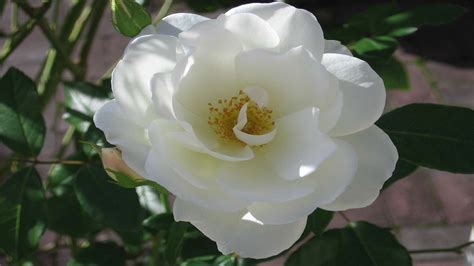 Click on image to view plant details. White flowers images with names and quote free download