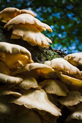 Oyster Mushrooms Michigan In Pictures