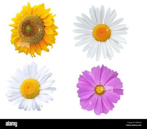 Sunflower Daisy And Purple Blossoms Isolated On White Stock Photo Alamy