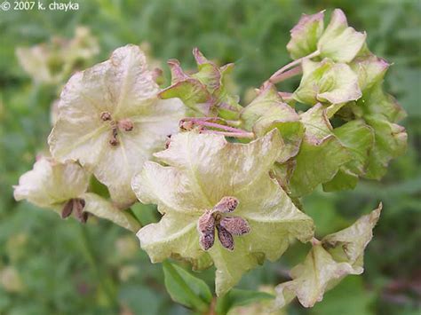 Did you scroll all this way to get facts about 4 o'clock flower? Mirabilis nyctaginea (Wild Four O'Clock): Minnesota ...