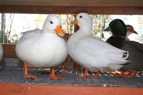 White Call Ducks — Duck Creek Farm Cute Animals Duck Duck Photo