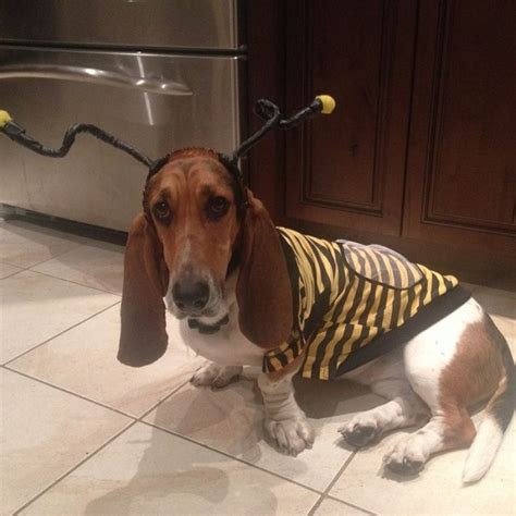 17 Costumes That Prove Basset Hounds Always Win At Halloween