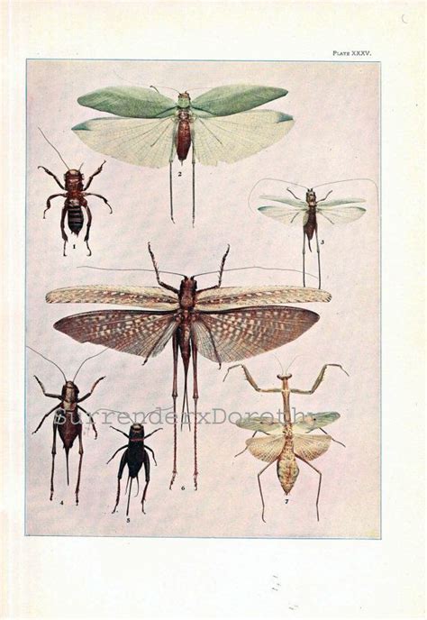 Locusts Crickets Orthoptera Insect Chart Entomology Vintage Etsy