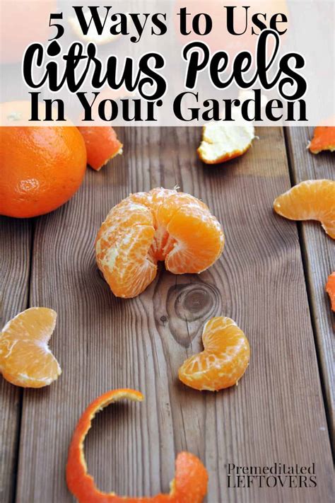 5 Ways To Use Citrus Peels In Your Garden This Summer