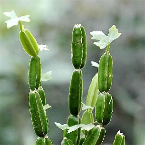 Pirandai (Powder) / Veldt Grape Powder / பிரண்டை - Shop organic herbal