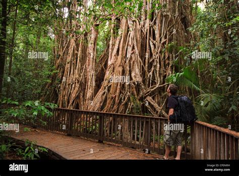 Giant Fig Tree Hi Res Stock Photography And Images Alamy