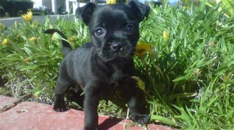 Another good way to guesstimate what your hybrid puppy might look and act like in adulthood is to meet both parent dogs before you make. French Bullhuahua (French Bulldog Chihuahua Mix) Info ...