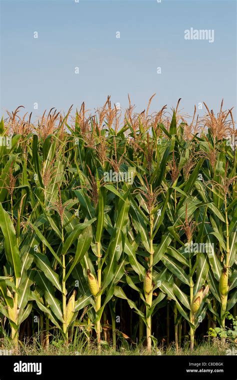 Zea Mays Field Of Maize Corn Growing In India Stock Photo Alamy