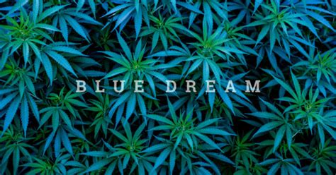 Everything You Need To Know About The Cannabis Strain Blue Dream