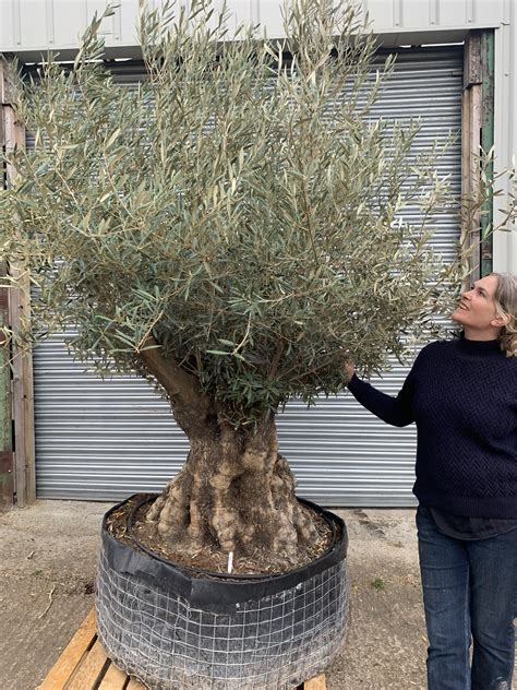 Ancient Olive Tree For Sale. Tree 581 - The Norfolk Olive Tree Company